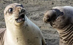 14 Hilarious Entries To The 2017 Comedy Wildlife Photography Awards