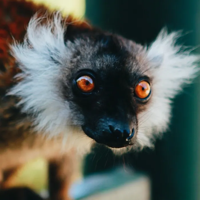 I Made This Project To Show That The Zoos Are Prison