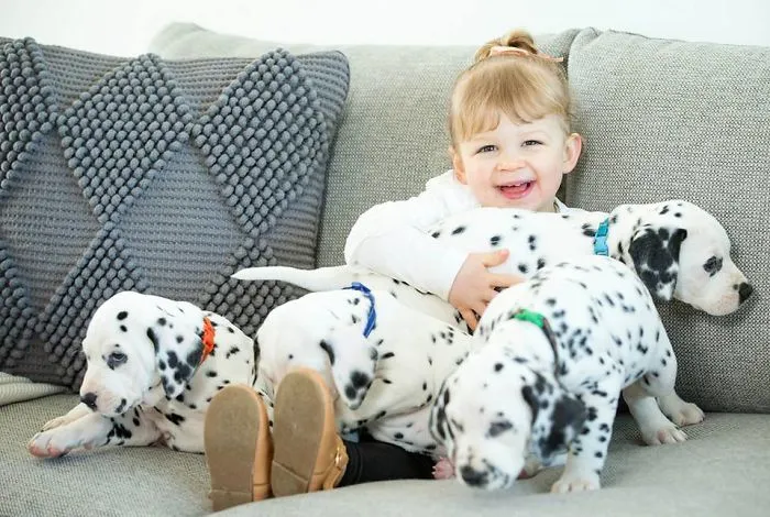 Cuteness Overload: Record Number Of Dalmatian Puppies Born In Australia