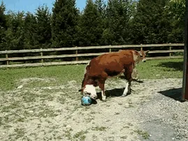 Herbie Gets A New Ball