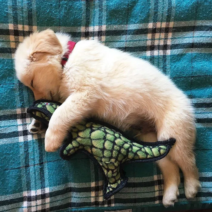 Siesta