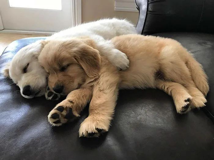 Siesta