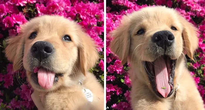 Se acaba de comer una flor