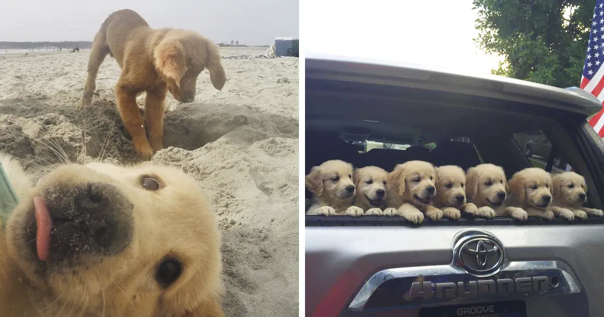 10+ Cachorros de Golden Retriever siendo lo más puro del mundo