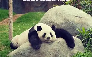 See What This Panda Reply Me When I Asked Him What He Was Doing