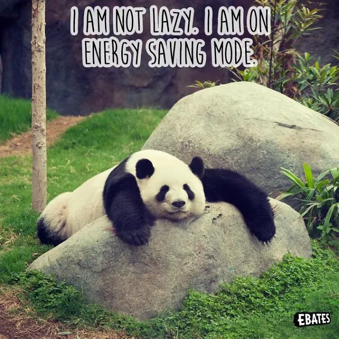 See What This Panda Reply Me When I Asked Him What He Was Doing