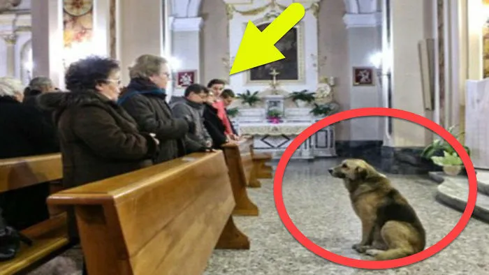 You Thought It Was Funny Seeing This Dog At Church Until You Watch Why