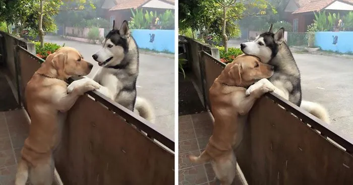 This Dog Felt So Lonely That He Escaped The Yard To Hug His Best Friend