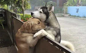 This Dog Felt So Lonely That He Escaped The Yard To Hug His Best Friend