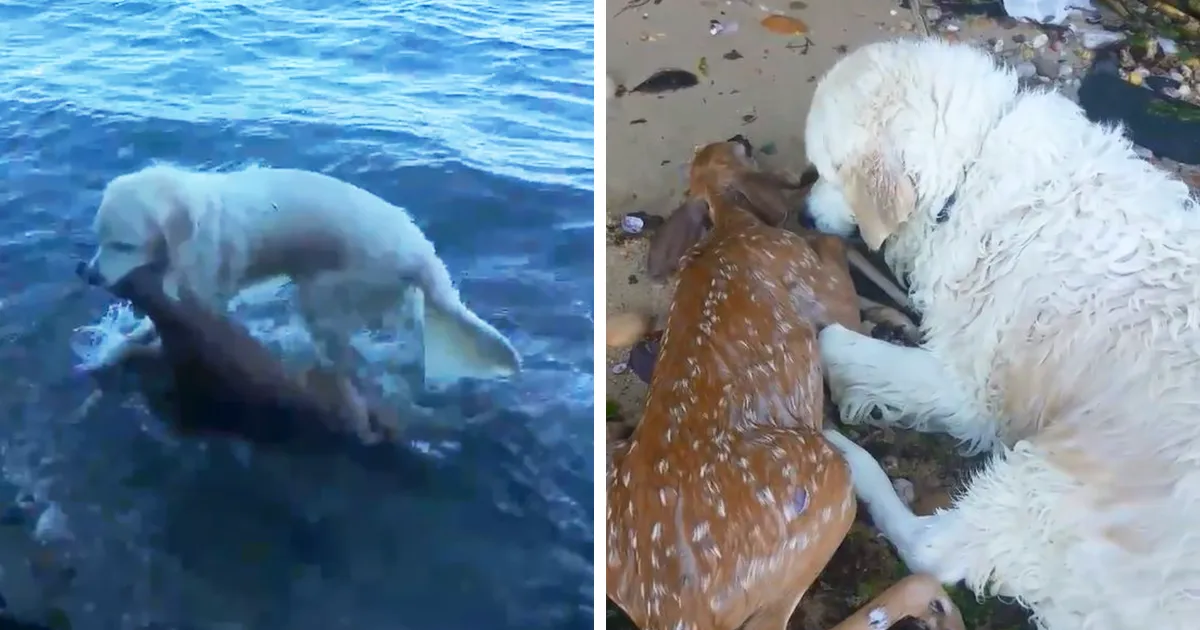 Este perro salvó a un cervatillo de ahogarse