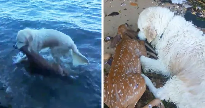 Good Dog Saves A Baby Deer From Drowning