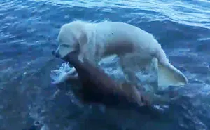 Este perro salvó a un cervatillo de ahogarse