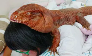 This Dog-Sized Lizard Is Instagram's Latest Four-Legged Sensation, And His Pics Will Make Your Day