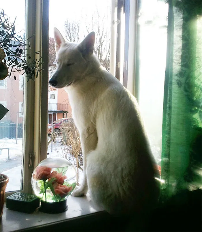 My Cat Thinks He's A Dog