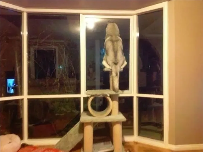 A Dog Adjusting To Cat Owners