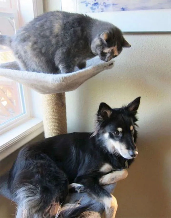 This Dog Think He's A Cat
