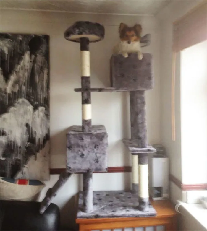 Se cree un gato, definitivamente