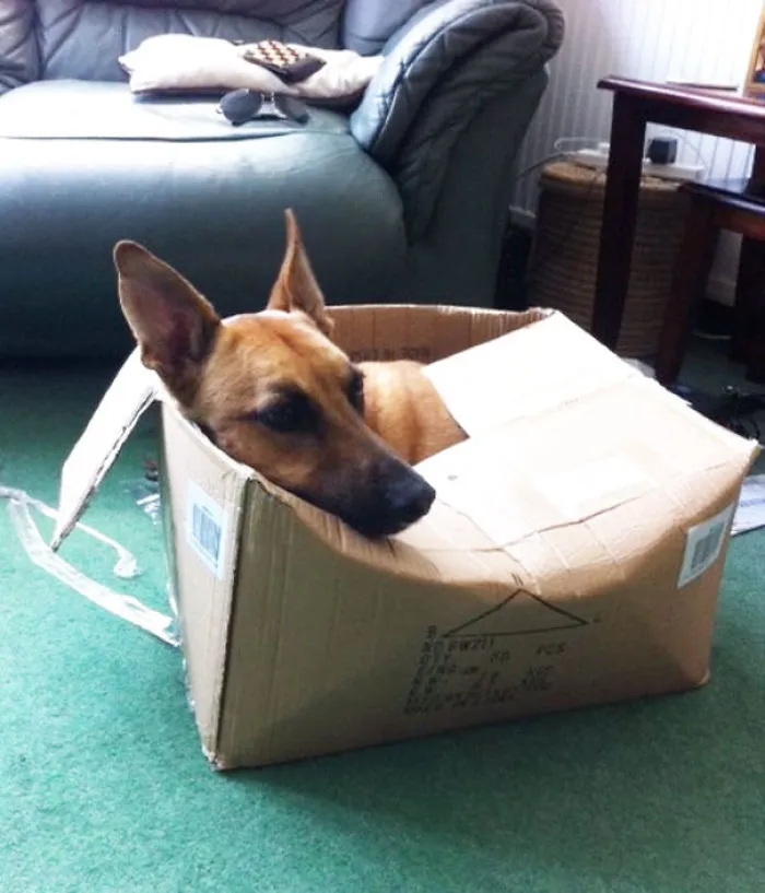My Dog Thinks He's A Cat