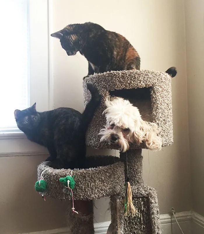 My Dog Thinks He Is A Cat