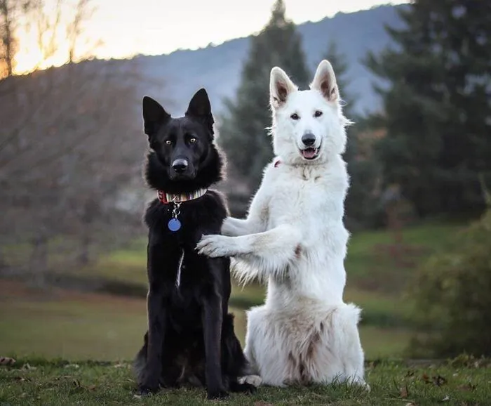 We've Got To Come Together As One If Dogs Can