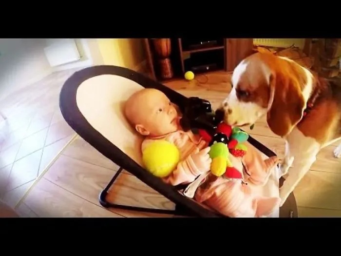Guilty Dog Apologizes Crying Baby For Stealing Her Toy