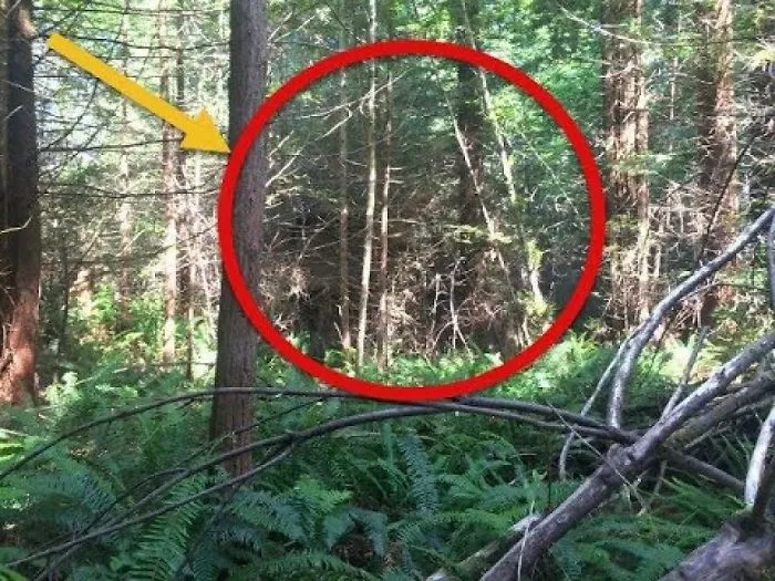 He Found An Old Cabin In The Woods, When He Peeked Inside… Woah