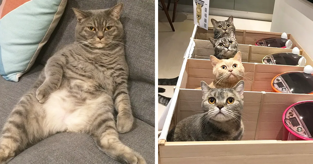Este gato obeso seguía comiendo más de lo que debía, así que a sus dueños se les ocurrió una solución genial