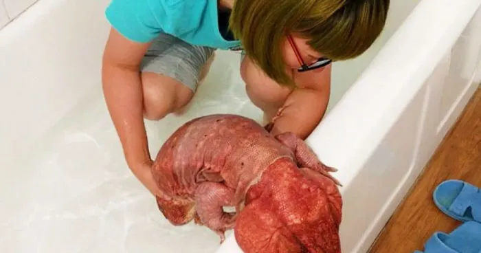 Este lagarto del tamaño de un perro es la última sensación entre las mascotas de Instagram, sus fotos te alegrarán el día