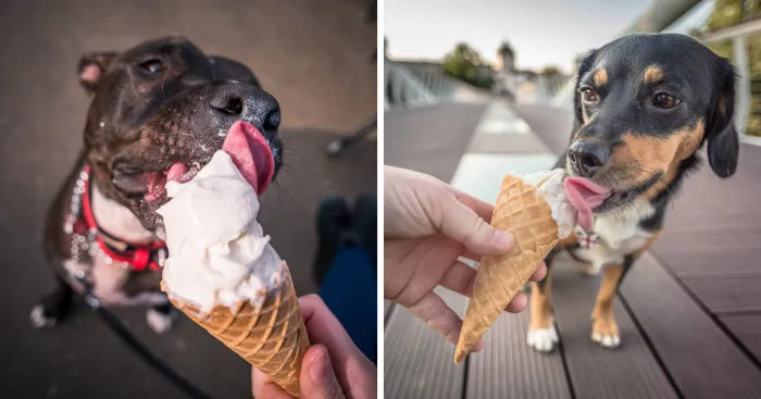 We Love Ice Cream