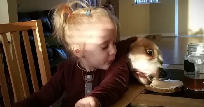Clever Dog Uses Distraction Tactics To Steal Food