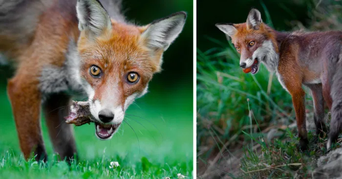 Man Feeds A Fox Every Day For A Year