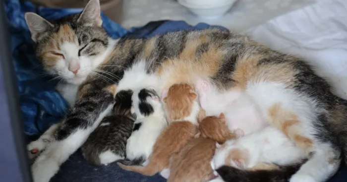 These Four Mother Cats Were Left Behind When Their Kittens Were Adopted