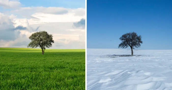 Lonely Tree And The Seasons Passing By