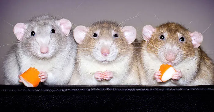 I've Spent Years Photographing Rats To Break The Negative Image Of Rats By Taking Cute Pics Of Them