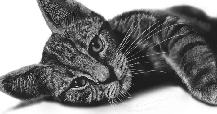 A Cat Comes To Life: 6 Hours In 150 Seconds