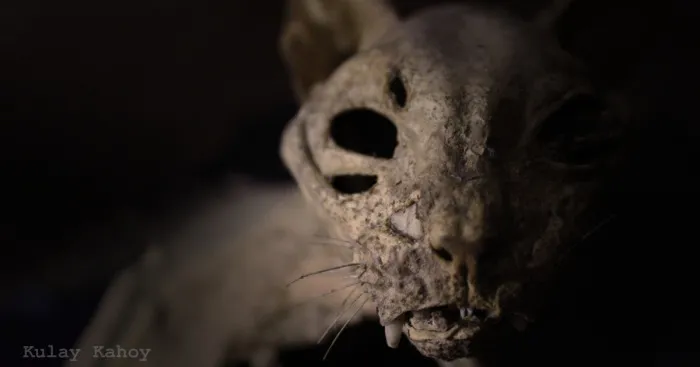 Photographer Took A Photo Of A Mummified Cat Found In A Ceiling