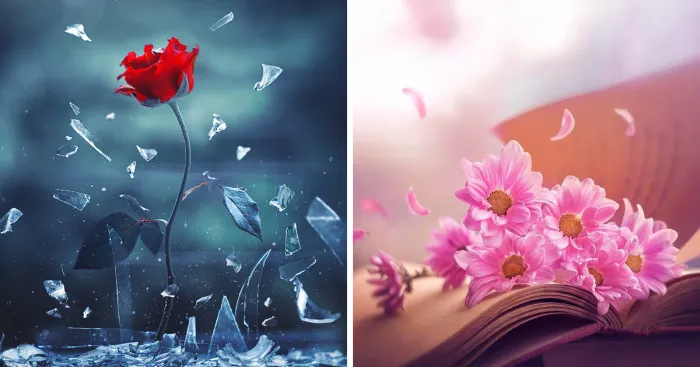 I Use Flowers To Create Magical Images