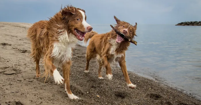 Dogs Exploring The World In The Most Adorable Way