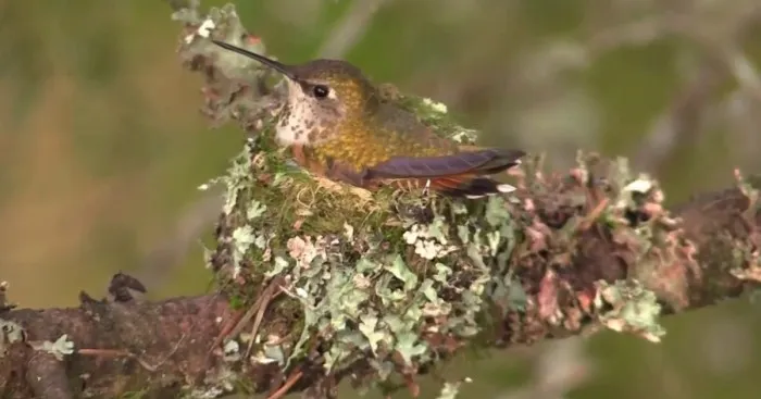 I've Been Filming A Hummingbird For Over 2 Months As It Made A Nest And Raised A Chick