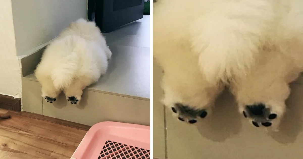 Esta patata está conquistando internet con sus adorables fotos
