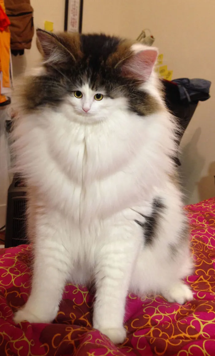 People Are 'Breeding' Cats With Tiny Faces, And We Can't Decide Whether They're Cute Or Scary (Add Yours)