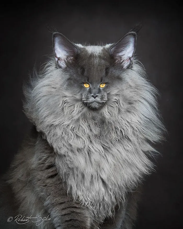 People Are 'Breeding' Cats With Tiny Faces, And We Can't Decide Whether They're Cute Or Scary (Add Yours)