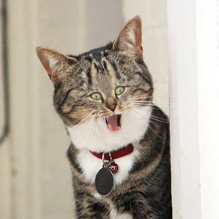 People Are 'Breeding' Cats With Tiny Faces, And We Can't Decide Whether They're Cute Or Scary (Add Yours)
