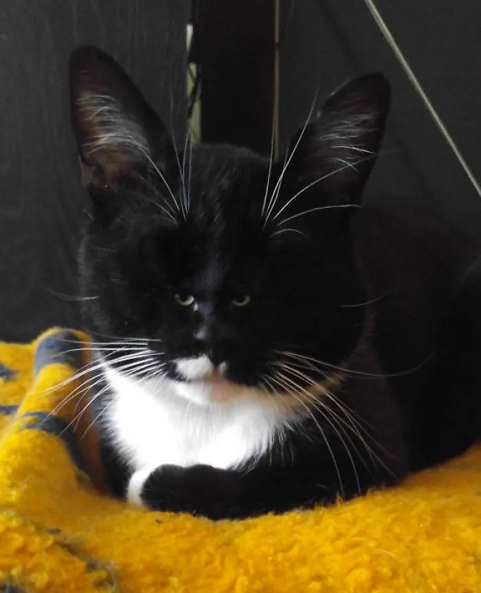 People Are 'Breeding' Cats With Tiny Faces, And We Can't Decide Whether They're Cute Or Scary (Add Yours)