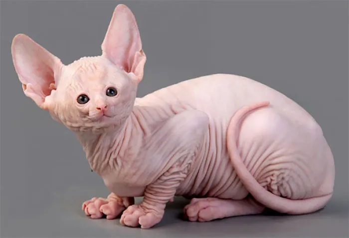 People Are 'Breeding' Cats With Tiny Faces, And We Can't Decide Whether They're Cute Or Scary (Add Yours)