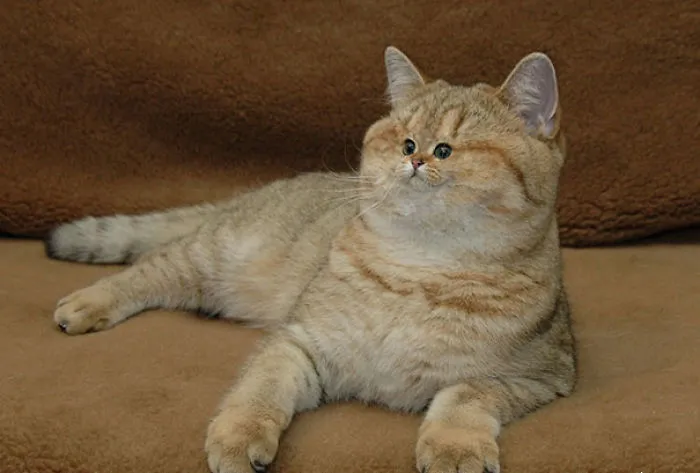 People Are 'Breeding' Cats With Tiny Faces, And We Can't Decide Whether They're Cute Or Scary (Add Yours)