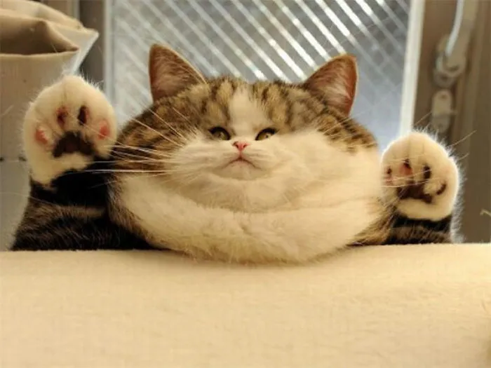 People Are 'Breeding' Cats With Tiny Faces, And We Can't Decide Whether They're Cute Or Scary (Add Yours)