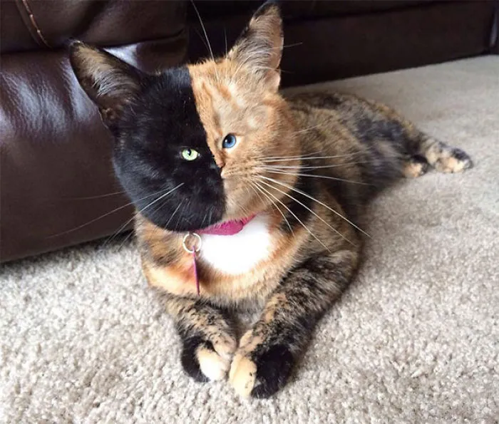 People Are 'Breeding' Cats With Tiny Faces, And We Can't Decide Whether They're Cute Or Scary (Add Yours)