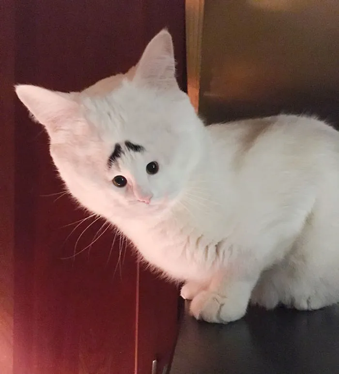 People Are 'Breeding' Cats With Tiny Faces, And We Can't Decide Whether They're Cute Or Scary (Add Yours)