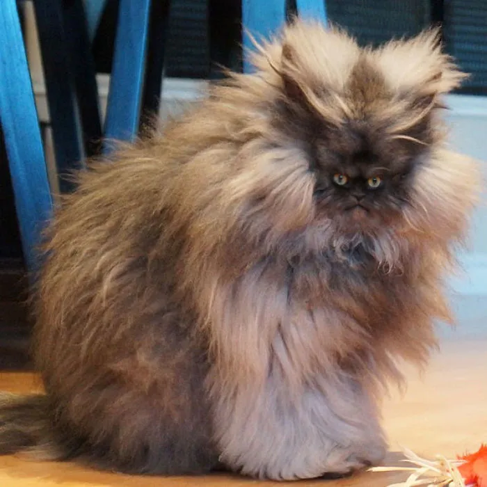 People Are 'Breeding' Cats With Tiny Faces, And We Can't Decide Whether They're Cute Or Scary (Add Yours)